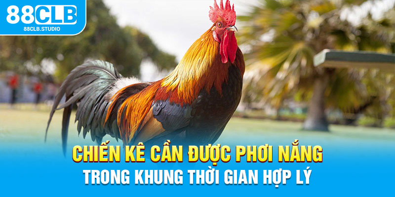 Chiến kê cần được phơi nắng trong khung thời gian hợp lý